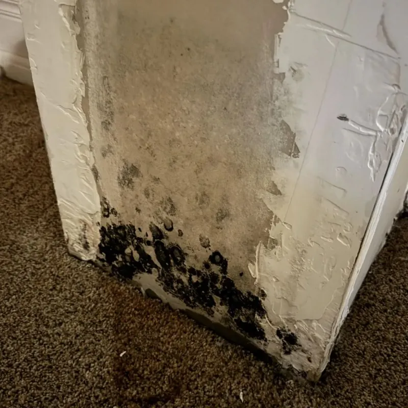Professional Mold Removal in Stowell, TX